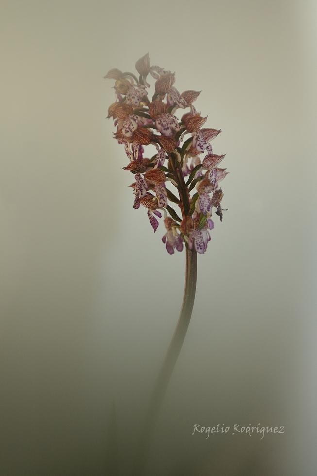 Imagen 38 de la galería de Orquideas